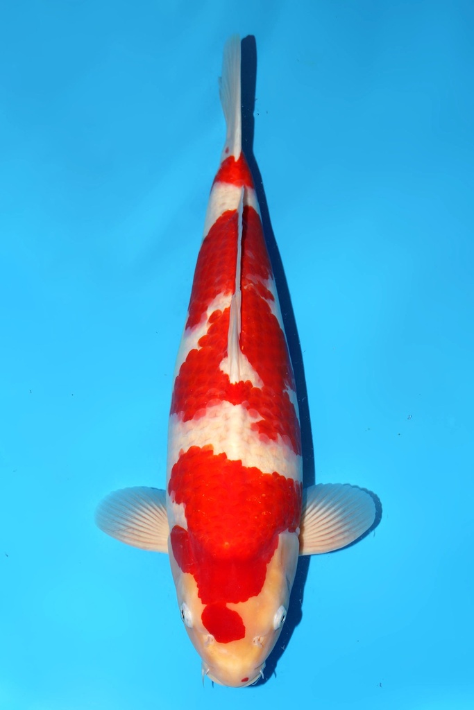 大日产 红白 二才 54cm 雄性 344042