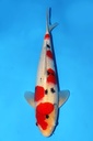 阪井产 大正 二才 47cm 雄性 344047