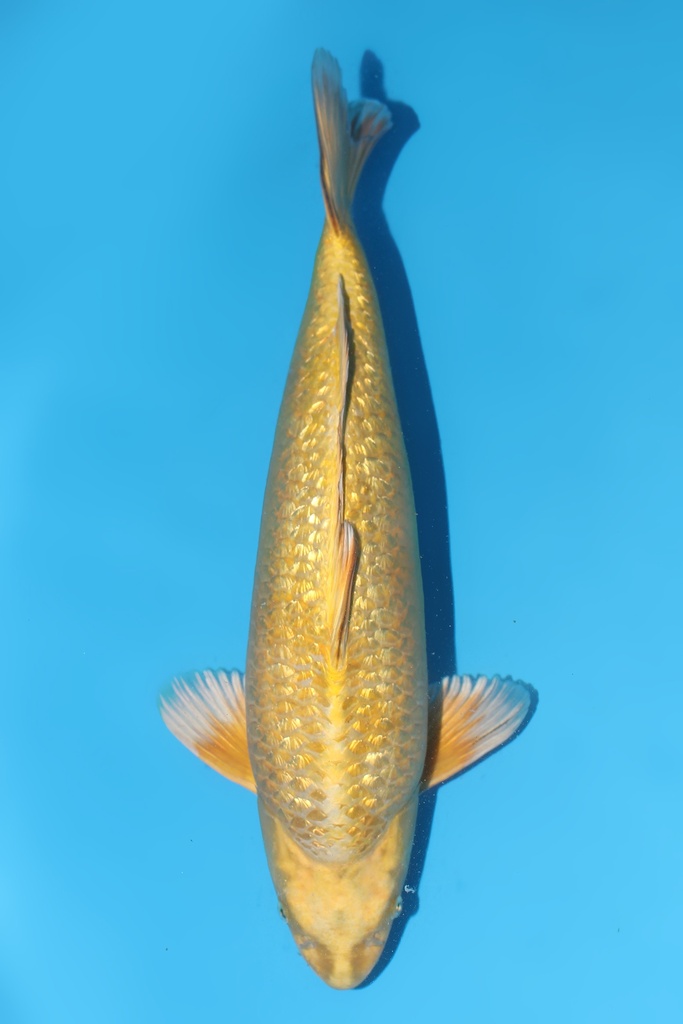 桃太郎产 变种鲤 二才 46cm 雄性 344048