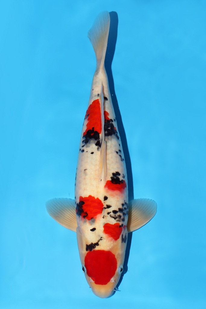 尾形产 大正 二才  44cm 雄性 344051