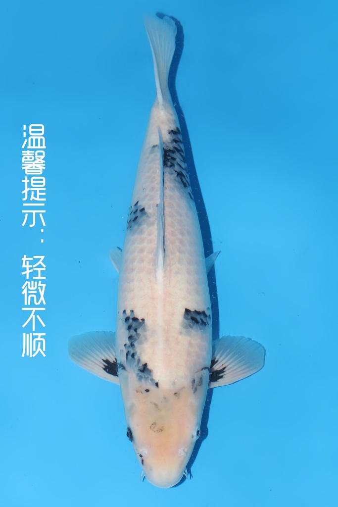 大日产 白写 三才  54cm 雌性 344059