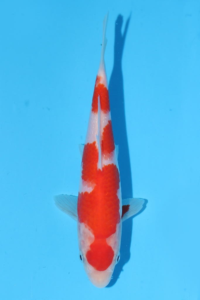 尾形产 红白 当才 18cm 公母不明 344076