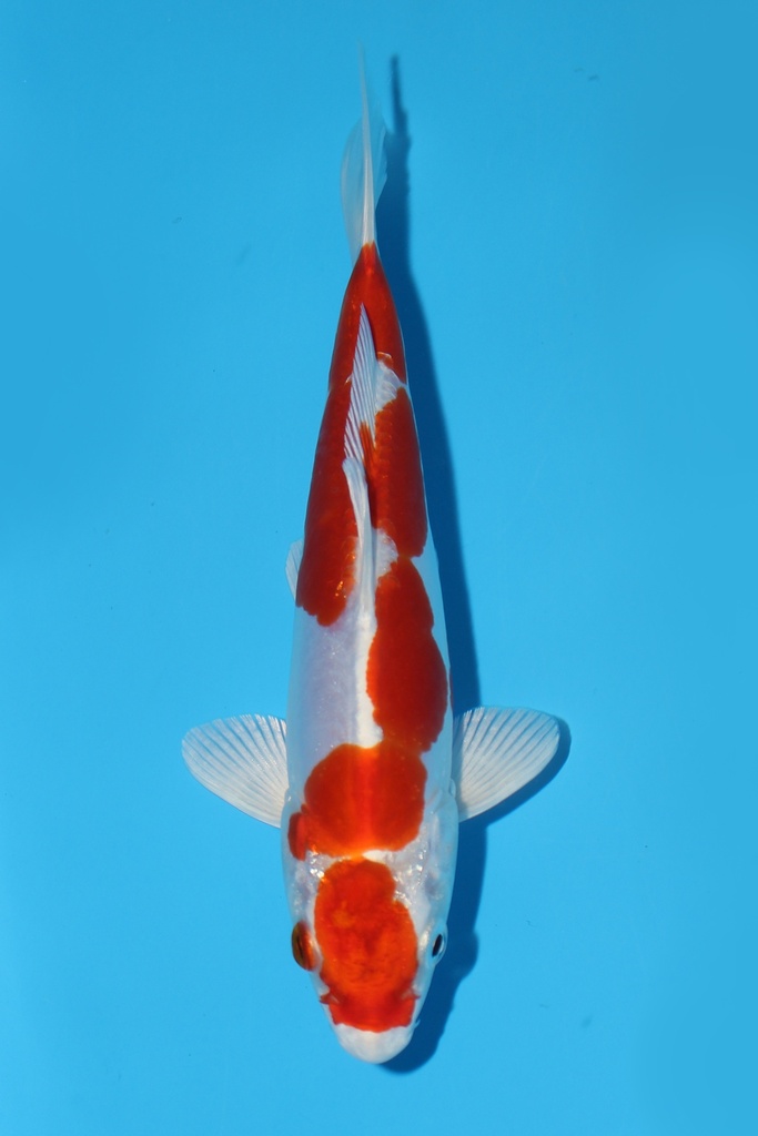 菅野产 菊水 当才 17cm 公母不明 344091