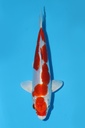 菅野产 菊水 当才 17cm 公母不明 344091