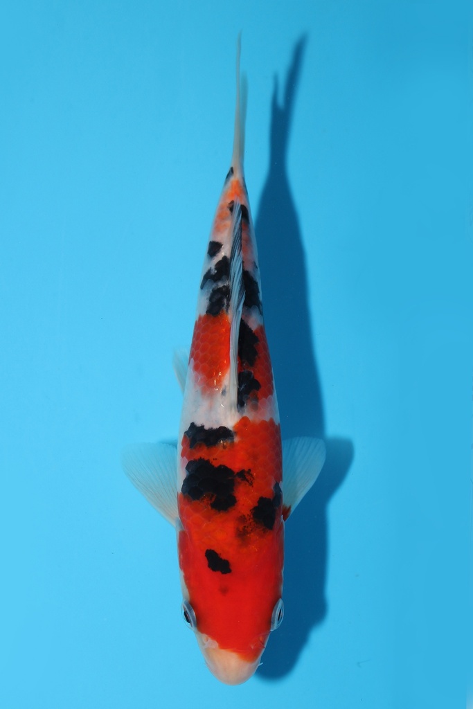 阪井产 红白 当才 公母不明 344092