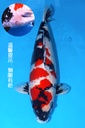 大日产 昭和 三才 66cm 雌性 345016