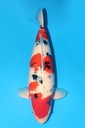 尾形产 大正 三才 雌性 60cm 345004