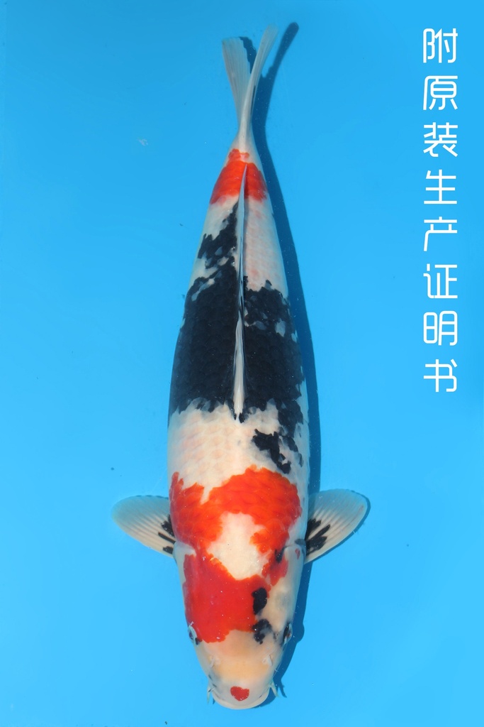 345005 (副本) (副本) (副本) (副本) (副本) (副本) (副本) (副本) (副本) (副本) (副本) (副本) (副本) (副本) (副本) (副本) (副本) (副本) (副本) (副本) (副本) (副本) (副本) (副本) (副本) (副本) (副本) (副本)