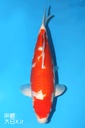 桃太郎产 红白 二才 雌性 51cm 345055
