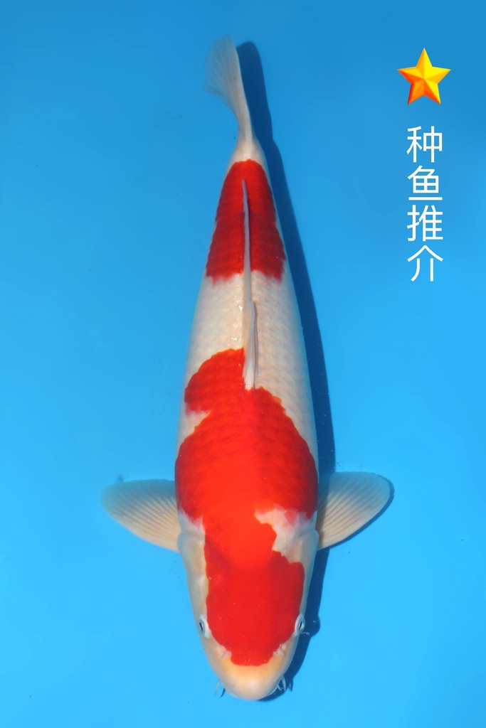 桃太郎产 红白 二才 雄性 49cm 345050
