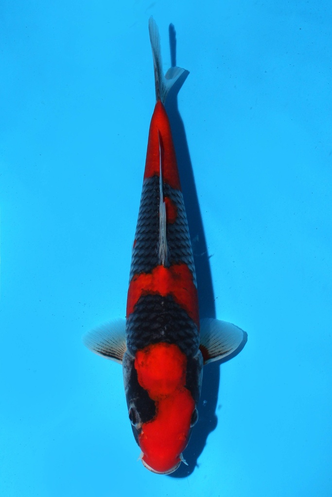 菅野产 五色 当才 公母不明 30cm 345063