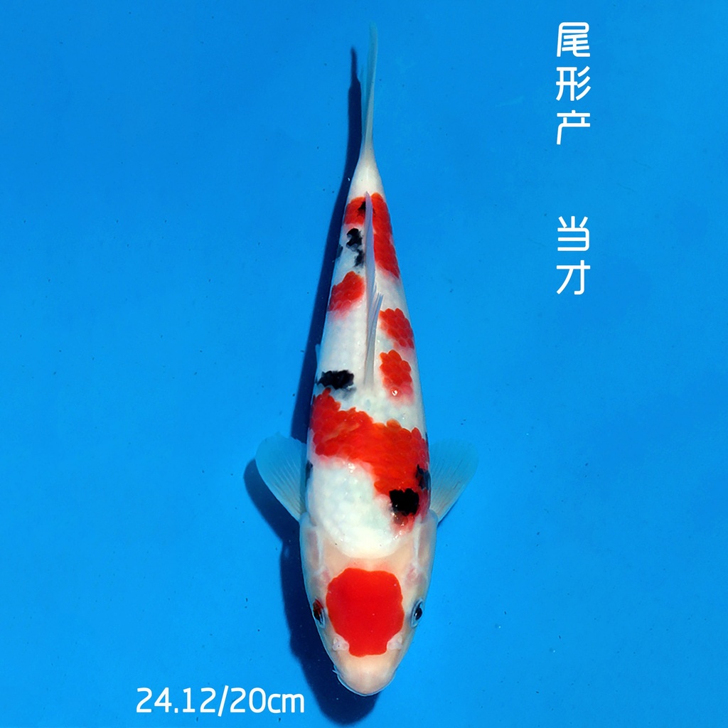 尾形产 大正 20cm 公母不明