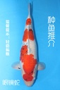 阪井产 四才 73cm 雌性 眼镜蛇 种鱼推介 346046