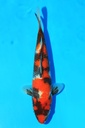 野上产 当才 26cm 公母不详 346093