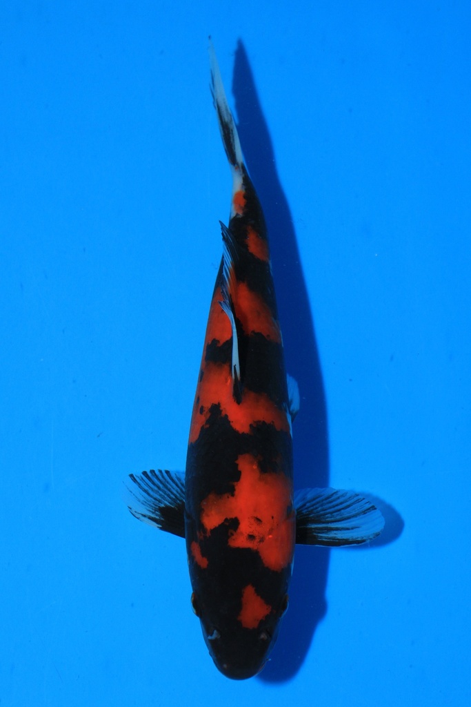 尾形产 当才 25cm 公母不详 346096