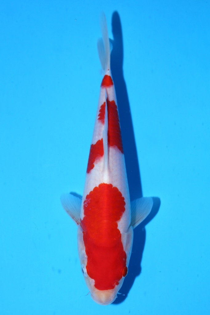 348050 (副本) (副本) (副本) (副本) (副本) (副本) (副本) (副本) (副本) (副本) (副本) (副本) (副本) (副本) (副本) (副本) (副本) (副本) (副本) (副本) (副本) (副本) (副本) (副本) (副本) (副本) (副本) (副本) (副本) (副本) (副本) (副本) (副本) (副本) (副本)