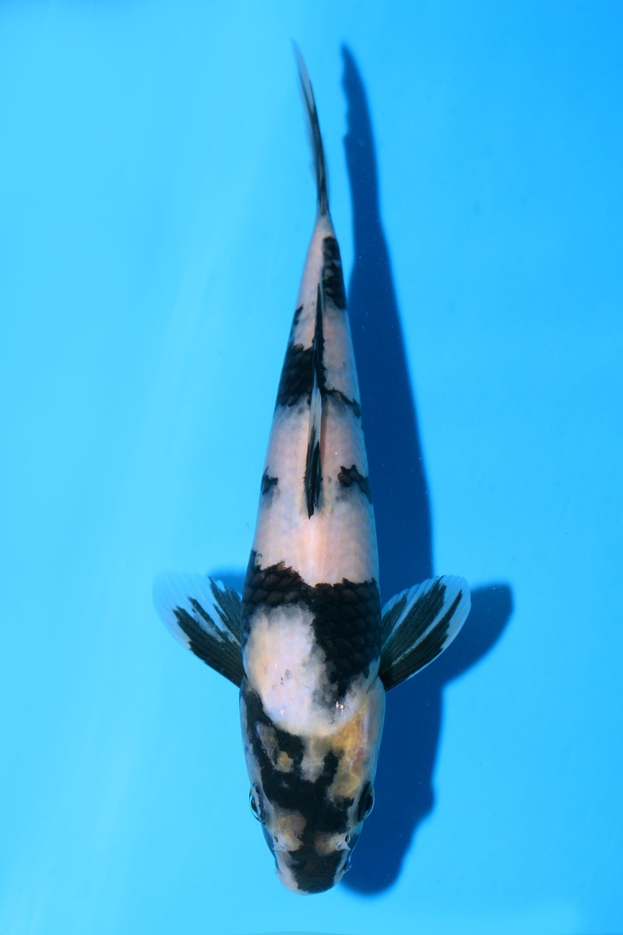 349093 22cm 尾形产 白泻 雄性