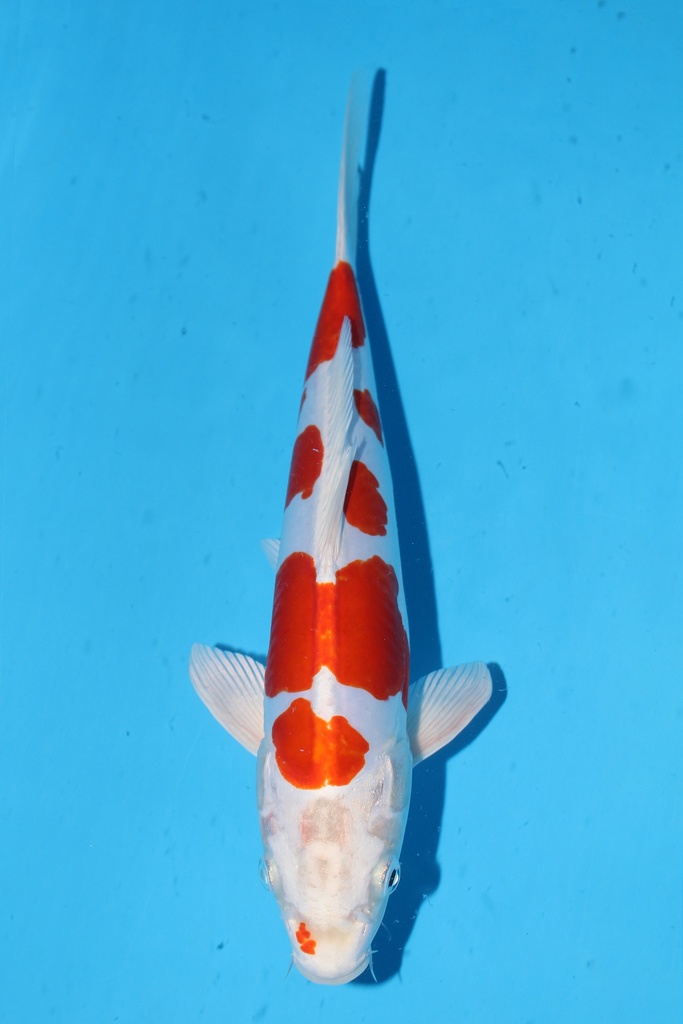 349001 70cm 丸堂产 红白 雌性 (副本) (副本) (副本) (副本) (副本) (副本) (副本) (副本) (副本) (副本) (副本)