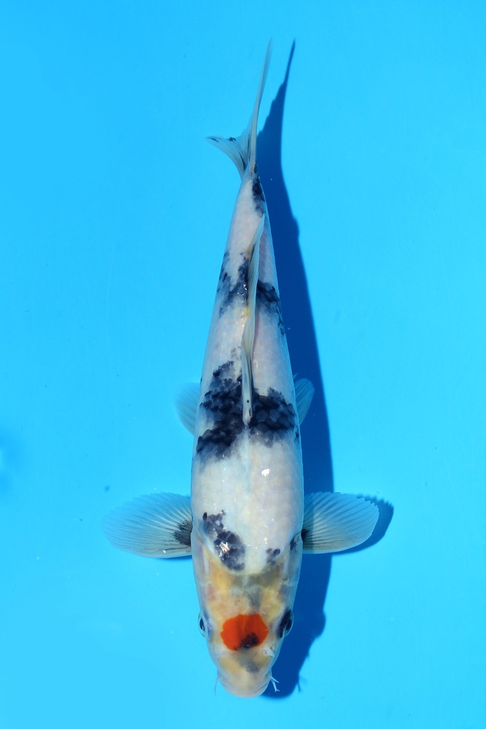 349001 70cm 丸堂产 红白 雌性 (副本) (副本) (副本) (副本) (副本) (副本) (副本) (副本) (副本) (副本) (副本) (副本) (副本) (副本) (副本) (副本)