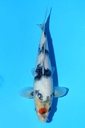 349083 25cm 尾形产 丹顶昭和 雄性