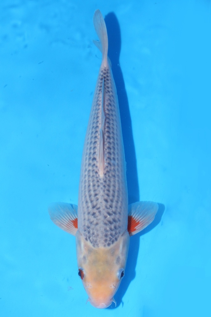 349001 70cm 丸堂产 红白 雌性 (副本) (副本) (副本) (副本) (副本) (副本) (副本) (副本) (副本) (副本) (副本) (副本) (副本) (副本) (副本) (副本) (副本) (副本) (副本) (副本) (副本)