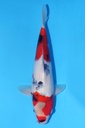 349088 37cm 伊佐产 昭和 雄性