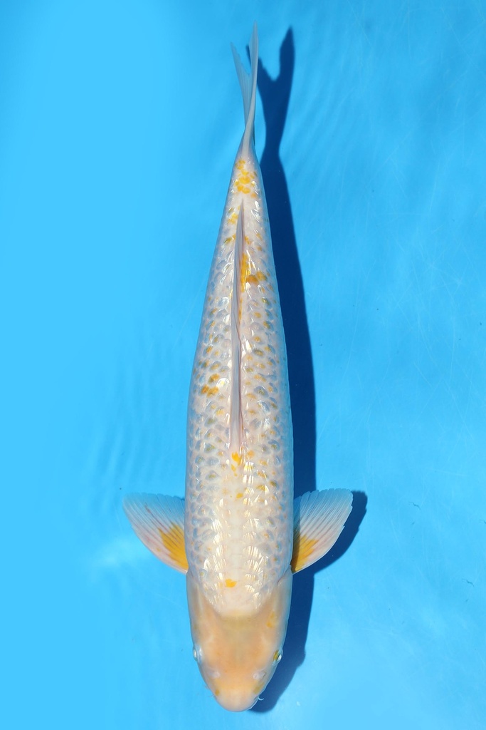 349074 46cm 谷口产 银鳞玉米 雄性