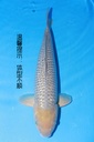 349087 59cm 山重 银鳞空鲤 雌性