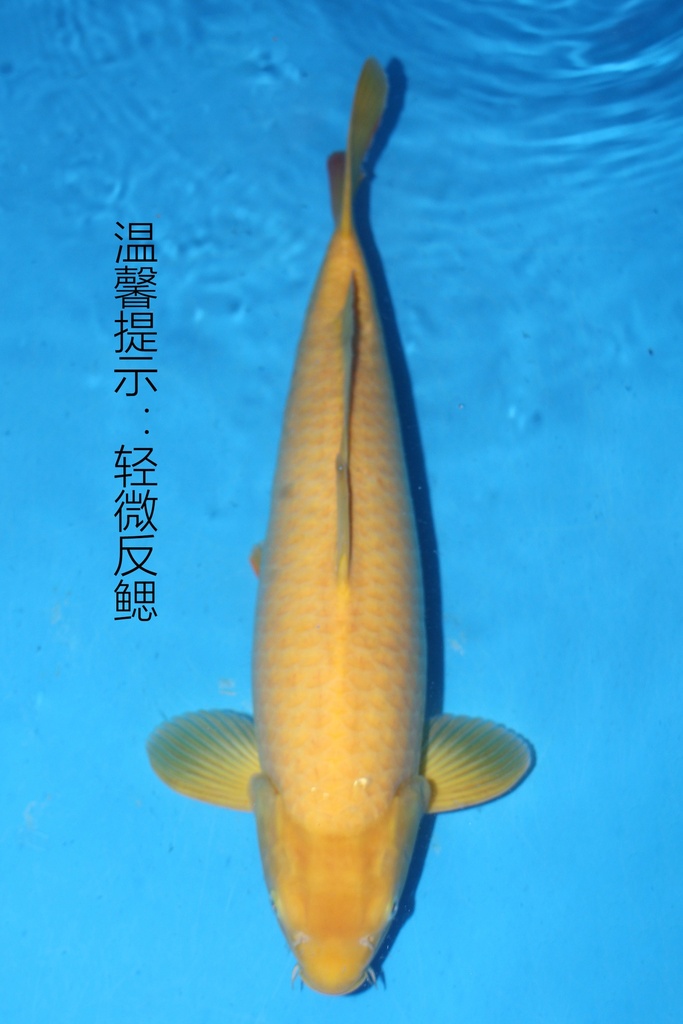 349086 60cm 丸堂产 介子 雌性
