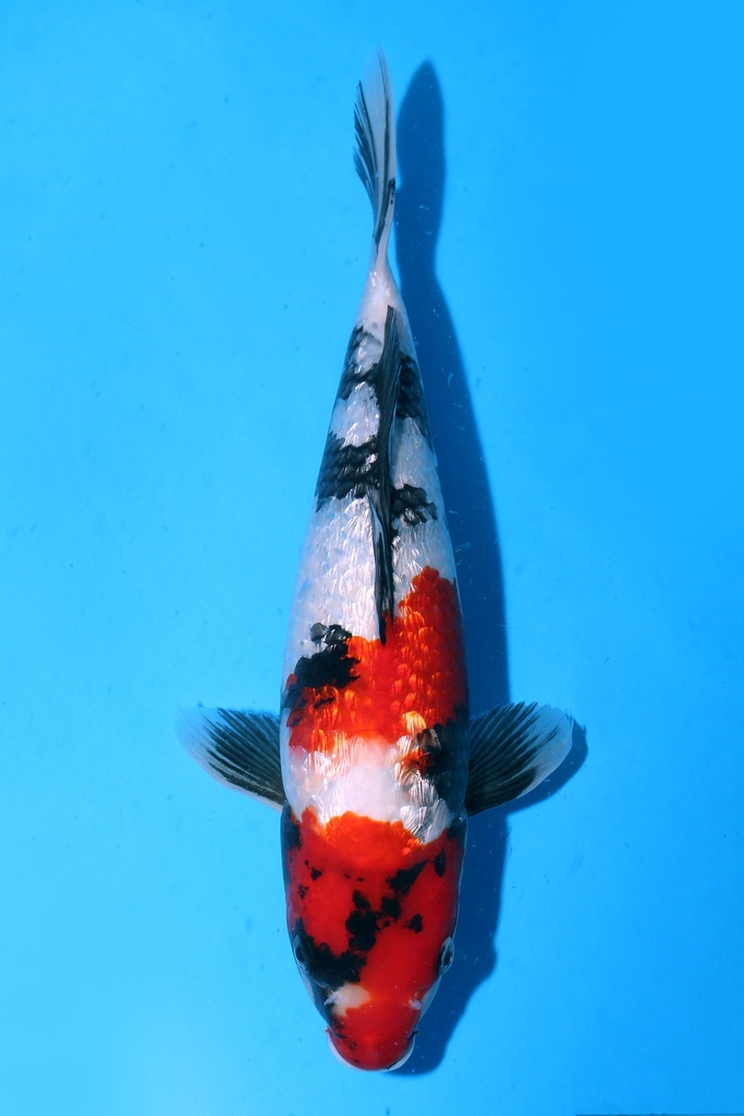 349050 33cm 尾形产 银鳞昭和 雌性