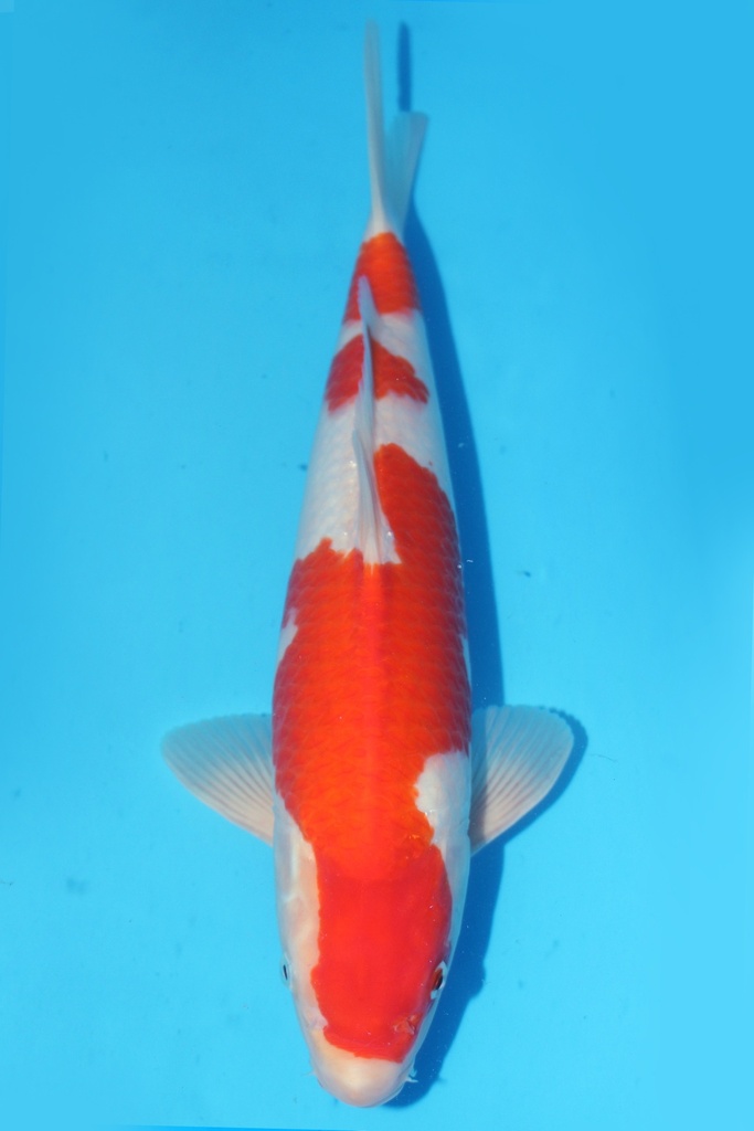 349064 38cm 桃太郎产 红白 雄性