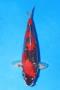 349060 40cm 川上产 银鳞五色 雌性