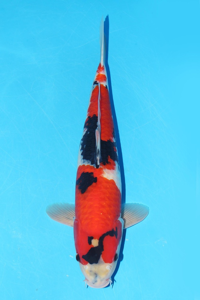 349047 52cm 关口产 昭和 雌性