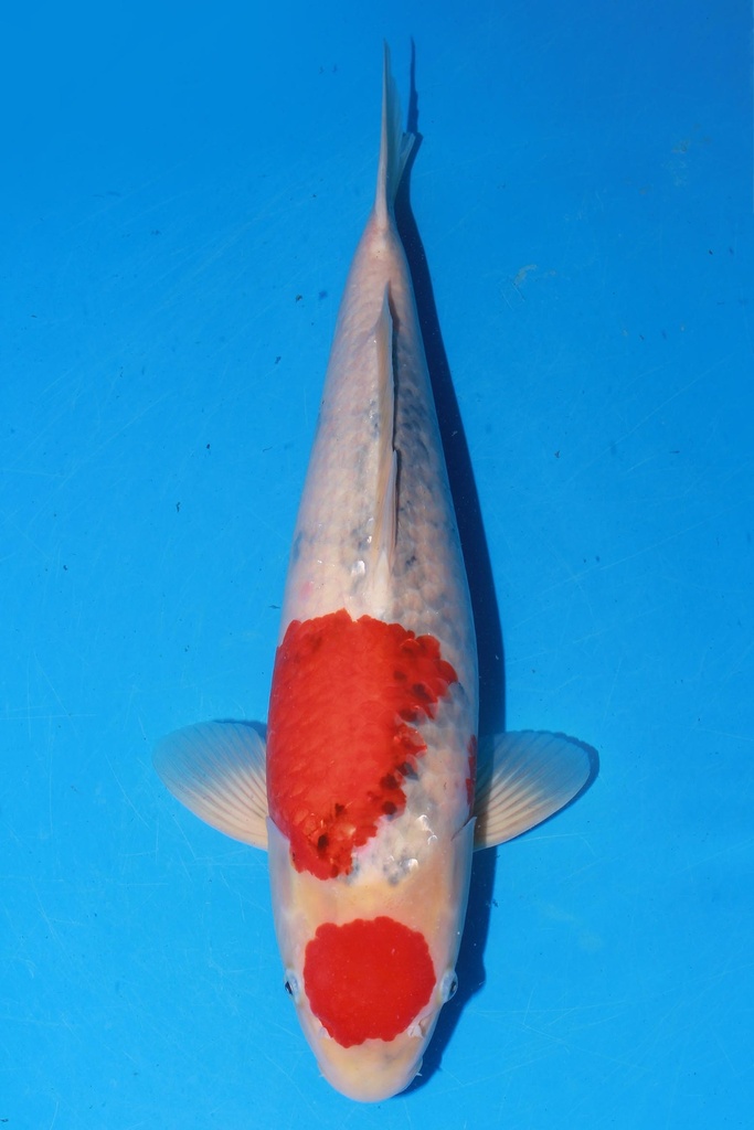 349001 70cm 丸堂产 红白 雌性 (副本) (副本) (副本) (副本) (副本) (副本) (副本)