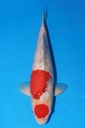 349054 55cm 大日产 大正 雌性