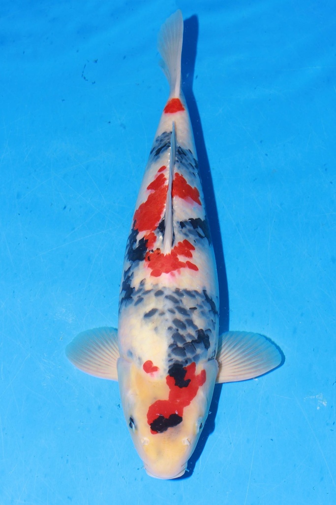 349001 70cm 丸堂产 红白 雌性 (副本) (副本) (副本) (副本) (副本) (副本) (副本) (副本) (副本) (副本) (副本) (副本)