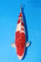 349044 51cm 尾形产 蓝衣 雌性