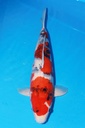 349039 55cm 大日产 昭和 雌性