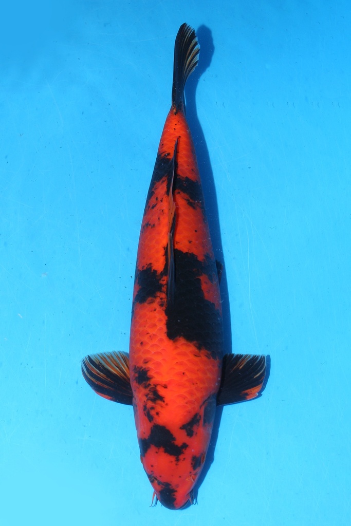 349037 57cm 蓧田产 绯泻 雌性