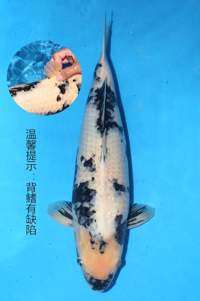 349035 58cm 大日产 白泻 雌性