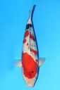 349032 62cm 大日产 昭和 雌性