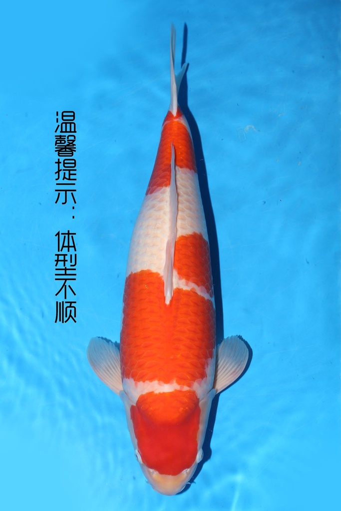 349031 63cm 阪井产 红白 雌性