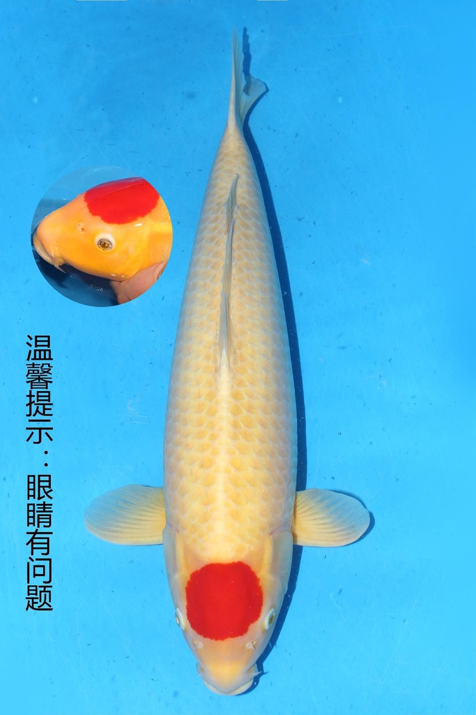 349029 68cm 大日产 丹顶 雌性