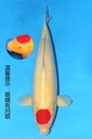 349029 68cm 大日产 丹顶 雌性