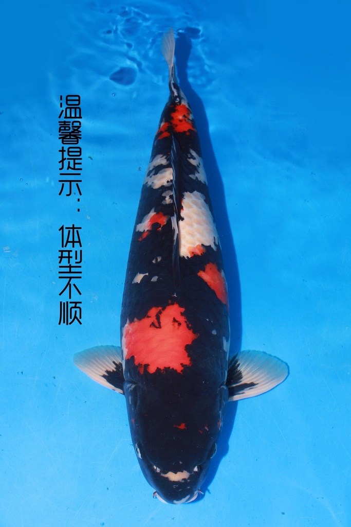 349001 70cm 丸堂产 红白 雌性 (副本) (副本) (副本) (副本) (副本) (副本) (副本) (副本) (副本) (副本) (副本)