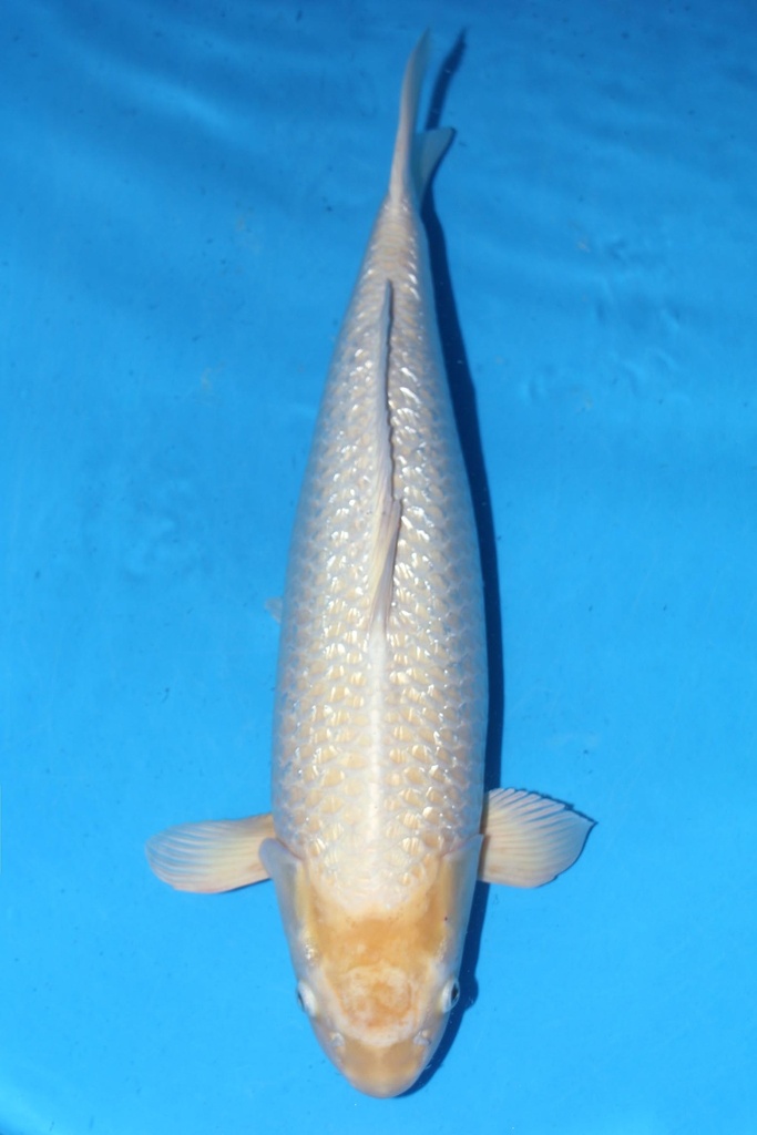 349026 72cm 菅野产 银鳞白金 雌性