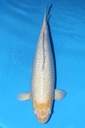 349026 72cm 菅野产 银鳞白金 雌性