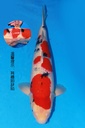 349015 60cm 阪井产 大正 雌性