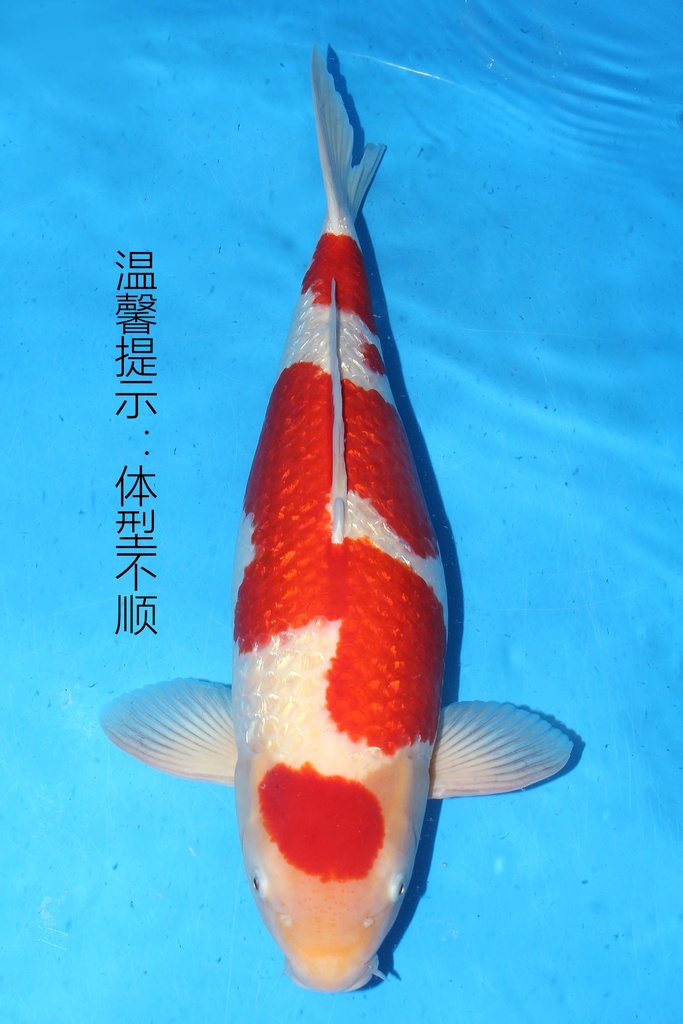 349013 66cm 大日产 银鳞红白 雌性