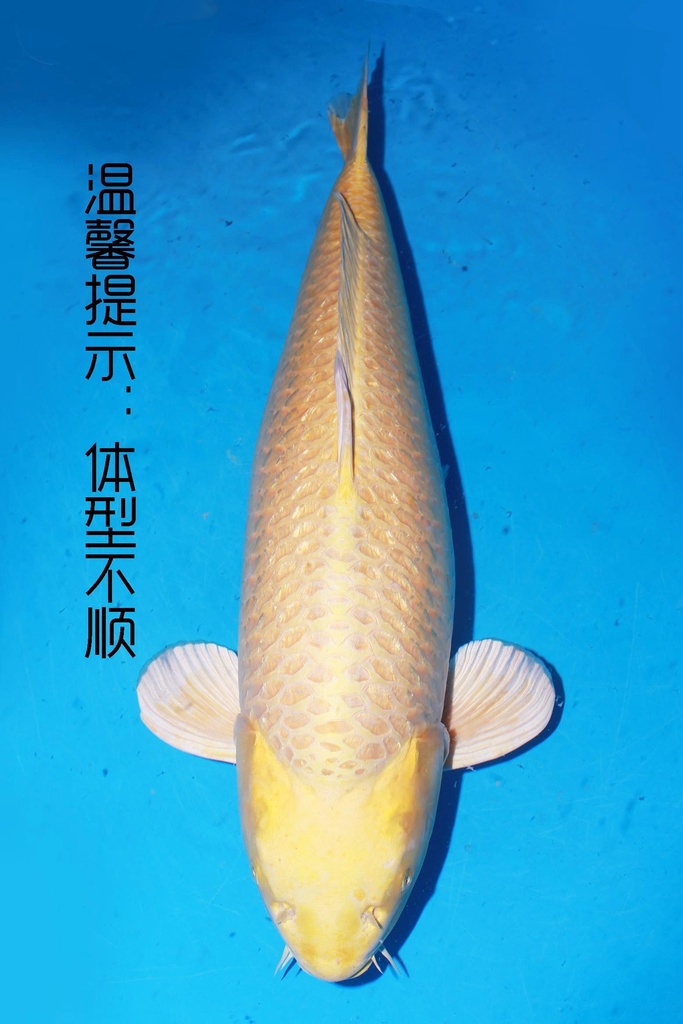 349024 81cm 桃太郎产 银鳞黄金 雌性 芯片3043